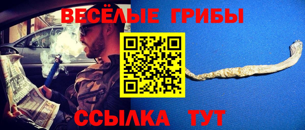 Псилоцибиновые грибы Cubensis Торжок